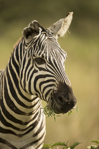 zebra
